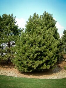 Сосна Чёрная (Pinus Nigra) купить по цене от 270.00р. в интернет-магазине «Посадика» с доставкой почтой в в Кингисеппе и по всей России – [изображение №1].