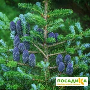 Пихта корейская (Abies koreana) купить по цене от 450.00р. в интернет-магазине «Посадика» с доставкой почтой в в Кингисеппе и по всей России – [изображение №1].