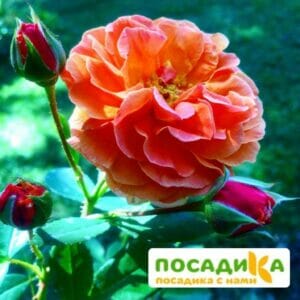 Роза Арабия купить по цене от 350.00р. в интернет-магазине «Посадика» с доставкой почтой в в Кингисеппе и по всей России – [изображение №1].