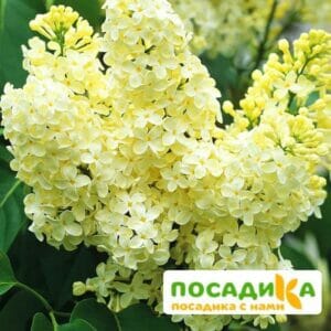 Сирень Примроуз (Primrose) купить по цене от 529.00р. в интернет-магазине «Посадика» с доставкой почтой в в Кингисеппе и по всей России – [изображение №1].