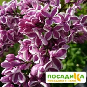 Сирень Сенсация купить по цене от 529.00р. в интернет-магазине «Посадика» с доставкой почтой в в Кингисеппе и по всей России – [изображение №1].