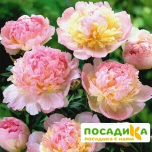 Пион Распберри Сандей (Paeonia Raspberry Sundae) купить по цене от 959р. в интернет-магазине «Посадика» с доставкой почтой в в Кингисеппе и по всей России – [изображение №1].