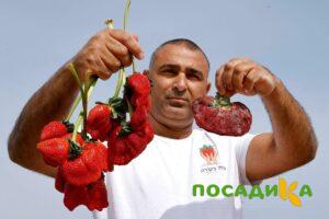 Клубника Гигант Джорнея купить по цене от 266р. в интернет-магазине «Посадика» с доставкой почтой в в Кингисеппе и по всей России – [изображение №1].