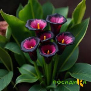 Калла Аура Лейс купить по цене от 400р. в интернет-магазине «Посадика» с доставкой почтой в в Кингисеппе и по всей России – [изображение №1].