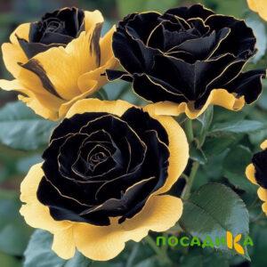 Роза Ханни Сикл купить по цене от 700р. в интернет-магазине «Посадика» с доставкой почтой в в Кингисеппе и по всей России – [изображение №1].