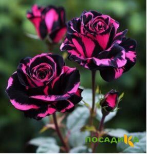 Роза Багровый Шепот купить по цене от 366р. в интернет-магазине «Посадика» с доставкой почтой в в Кингисеппе и по всей России – [изображение №1].