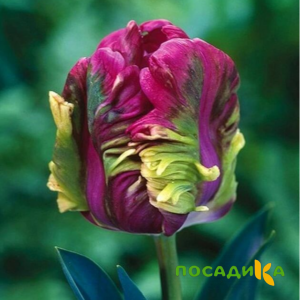 Тюльпан Экзотик Хэвен купить по цене от 186р. в интернет-магазине «Посадика» с доставкой почтой в в Кингисеппе и по всей России – [изображение №1].