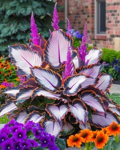 Хоста Кримэн Дрим купить по цене от 549р. в интернет-магазине «Посадика» с доставкой почтой в в Кингисеппе и по всей России – [изображение №1].