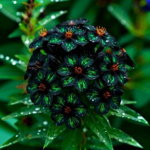 Флокс Ривьера купить по цене от 299р. в интернет-магазине «Посадика» с доставкой почтой в в Кингисеппе и по всей России – [изображение №1].