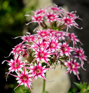 Флокс Метельчатый Путь купить по цене от 456р. в интернет-магазине «Посадика» с доставкой почтой в в Кингисеппе и по всей России – [изображение №1].