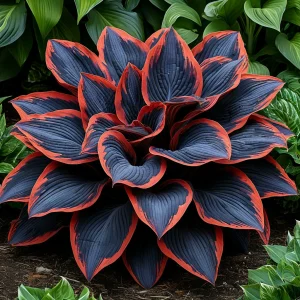 Хоста Солнечный Агат купить по цене от 440р. в интернет-магазине «Посадика» с доставкой почтой в в Кингисеппе и по всей России – [изображение №1].