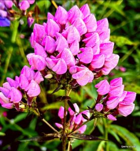 Флокс Бутоник купить по цене от 461р. в интернет-магазине «Посадика» с доставкой почтой в в Кингисеппе и по всей России – [изображение №1].