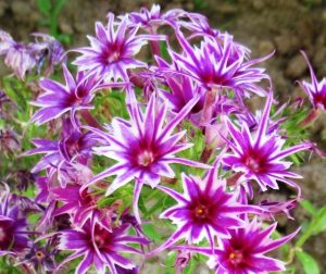 Флокс Звездное Кружево купить по цене от 361р. в интернет-магазине «Посадика» с доставкой почтой в в Кингисеппе и по всей России – [изображение №1].