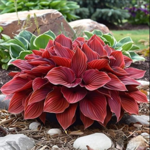 Хоста Малыш Шедевр купить по цене от 421р. в интернет-магазине «Посадика» с доставкой почтой в в Кингисеппе и по всей России – [изображение №1].