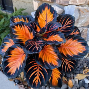 Хоста Сикрет Форест купить по цене от 601р. в интернет-магазине «Посадика» с доставкой почтой в в Кингисеппе и по всей России – [изображение №1].