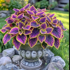 Хоста Рейдянт Чарм купить по цене от 365р. в интернет-магазине «Посадика» с доставкой почтой в в Кингисеппе и по всей России – [изображение №1].